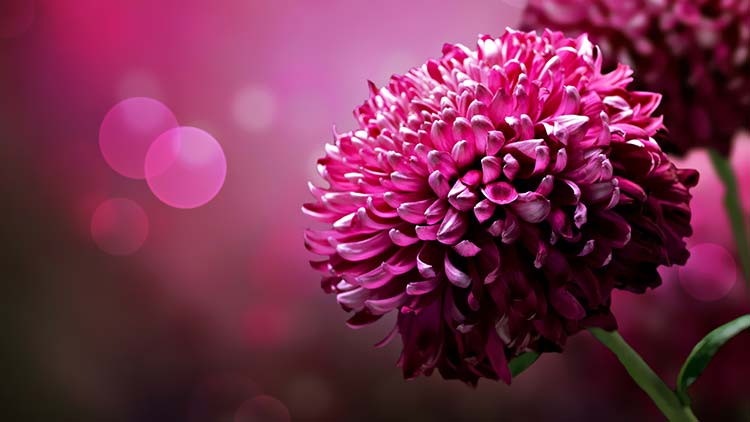 粉红色的花背景图片素材