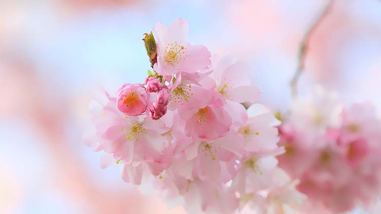 粉红色花朵背景图片素材