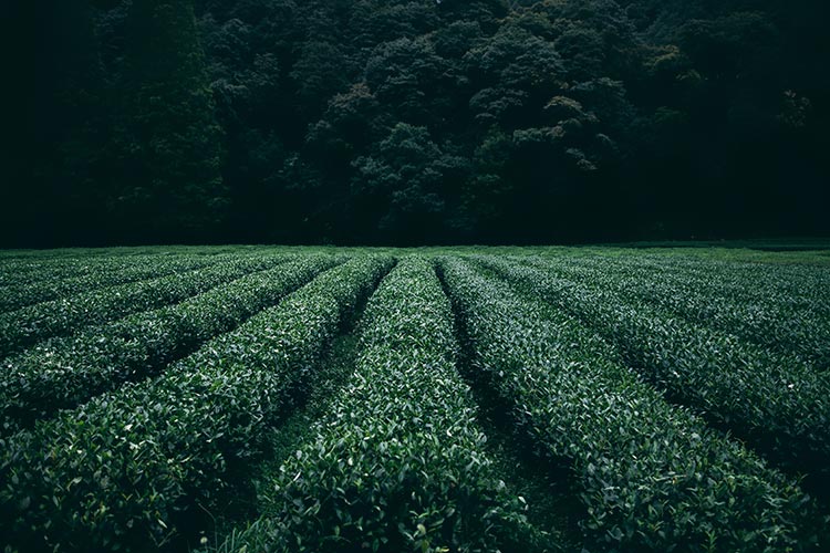 茶背景下载