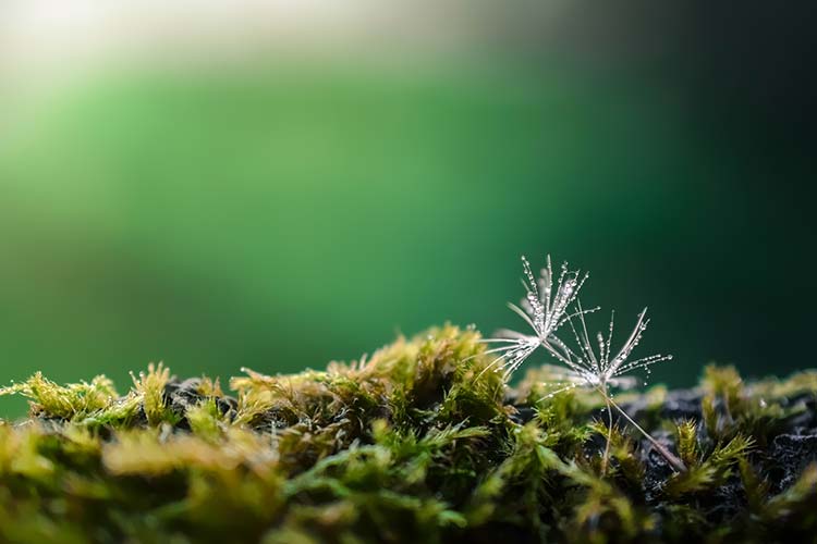 青苔高清背景图片