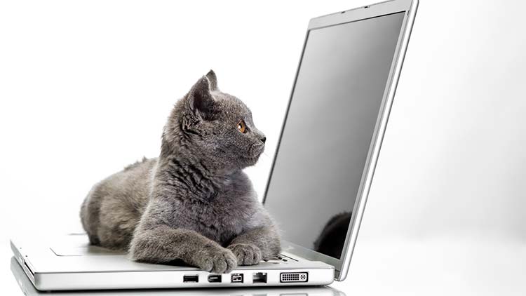 懒惰的猫咪趴在笔记本电脑上