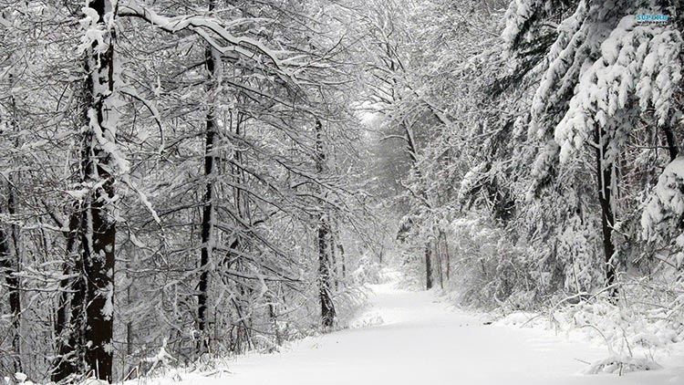 雪山森林雪树