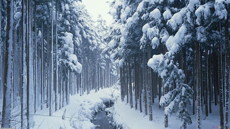 冬日雪景壁纸