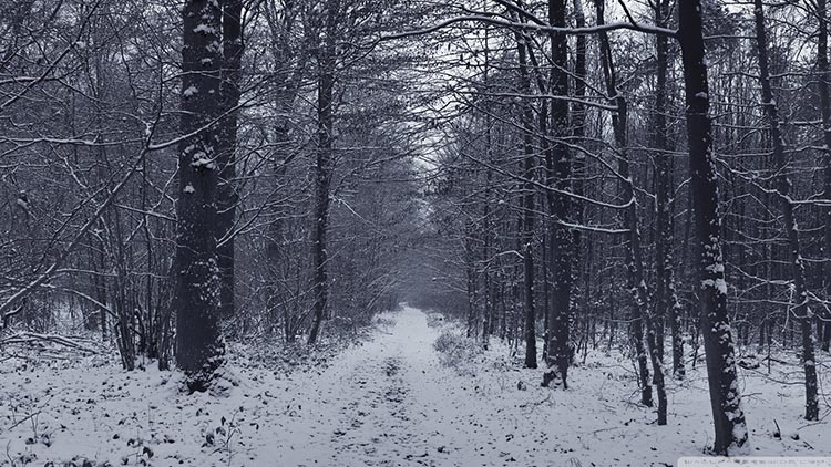 冬天雪景