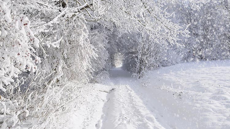 冬天雪景