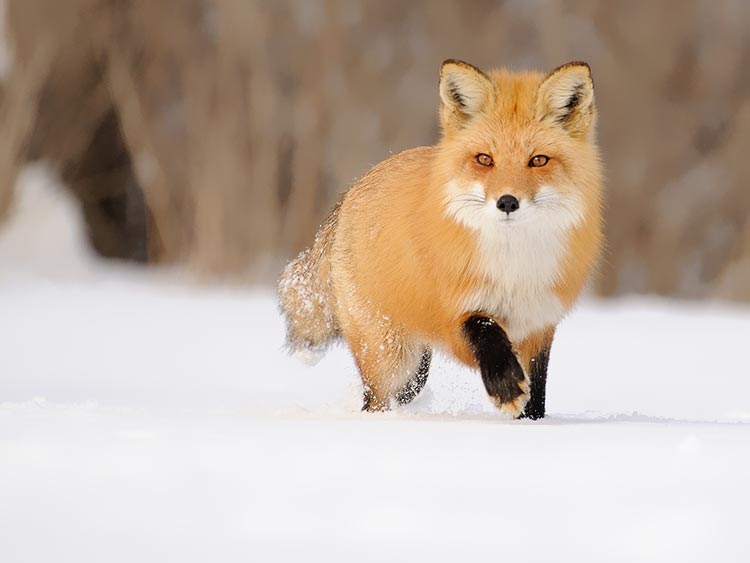 雪地里的狐狸