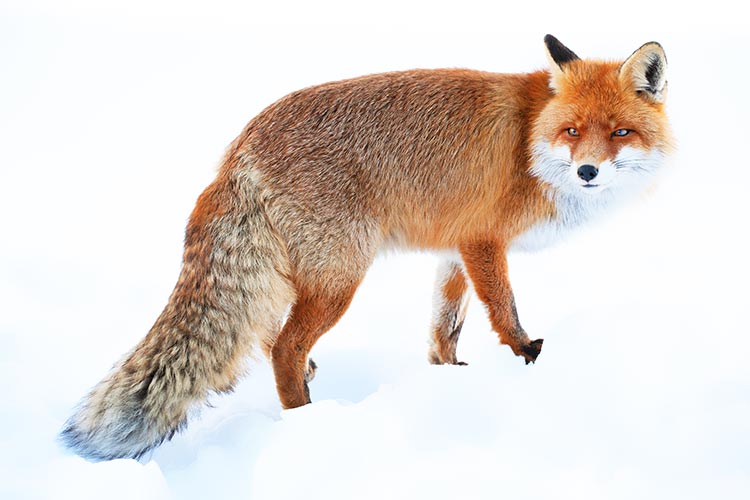 雪地里的狐狸