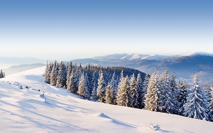 雪山森林雪树