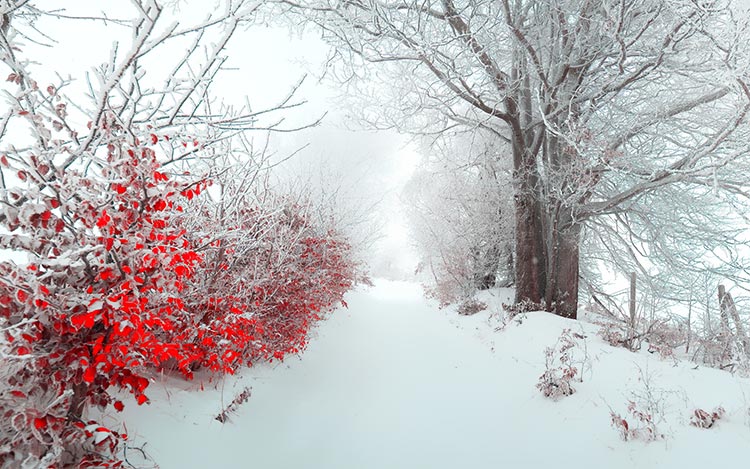 美丽雪景