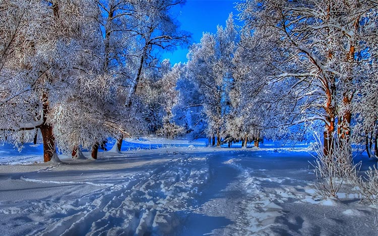 冬天雪景