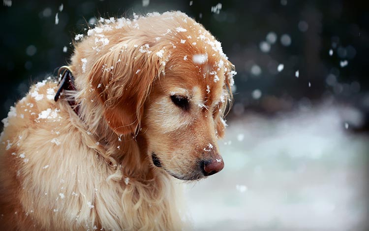 雪中小狗