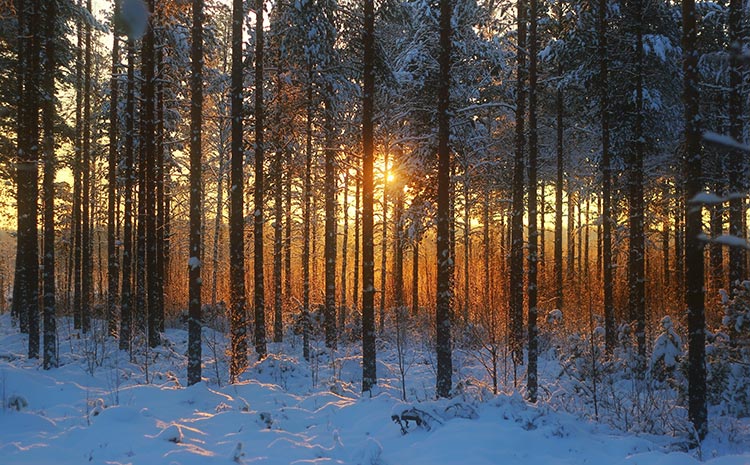 森林雪景