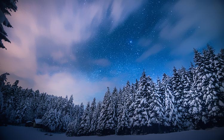 森林雪景