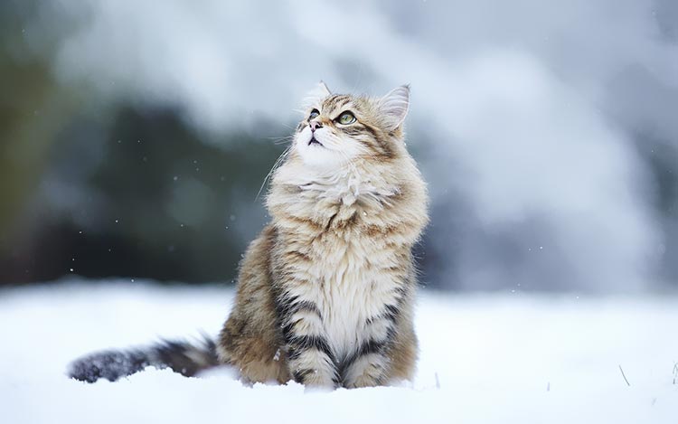 雪地里的猫