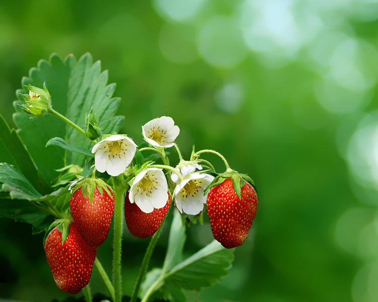 草莓水果花叶子高清图片